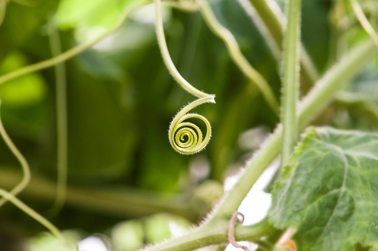 卷曲的植物幼芽