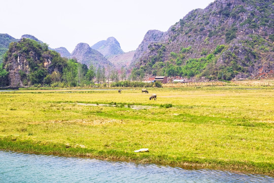 高原牧场