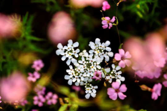 小花特写