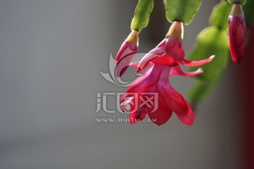 蟹爪兰