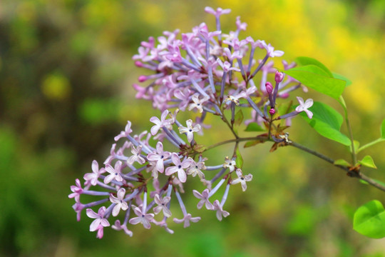 丁香花