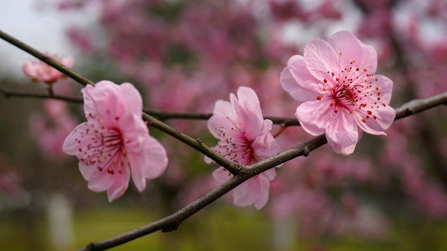 红梅花开
