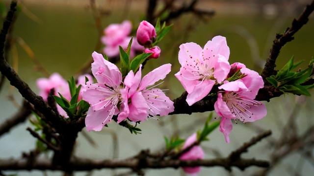 红梅花开