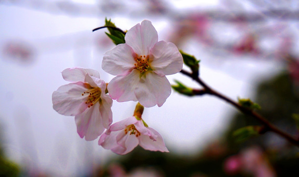 梅花盛开
