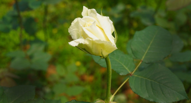 花蕾