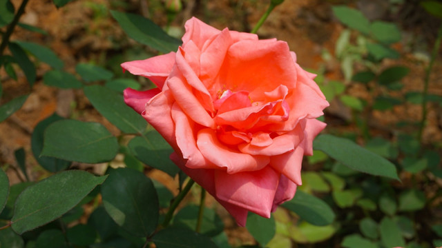 月季花