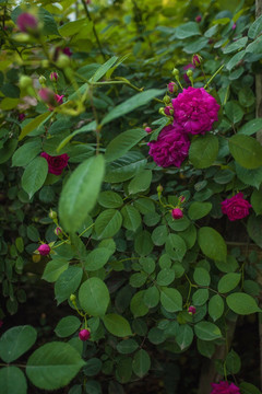 玫瑰花蔷薇花月季花