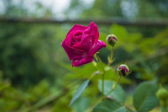 玫瑰花蔷薇花月季花