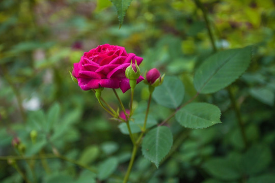 玫瑰花蔷薇花月季花