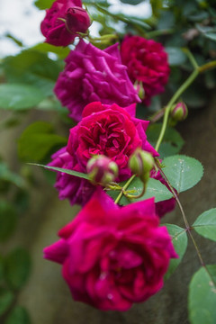 蔷薇花玫瑰花月季花