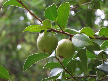 山茶果