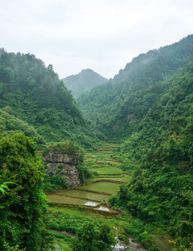田野密林