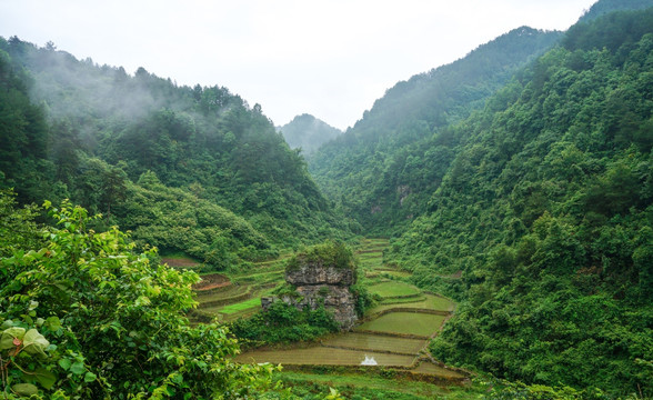 深绿山林