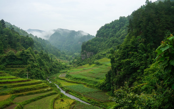 高山云雾