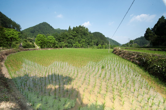 稻田人家素材