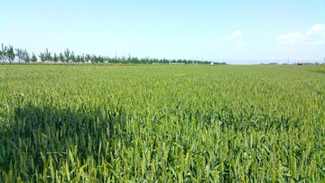 麦田