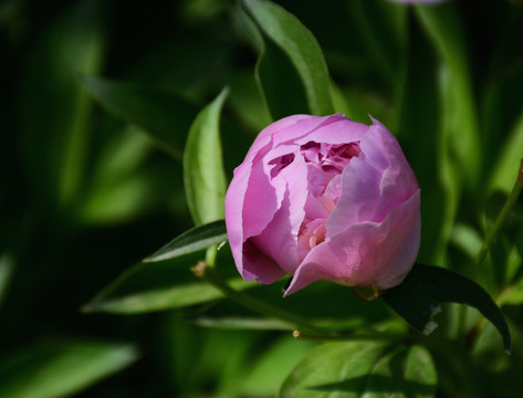 芍药花