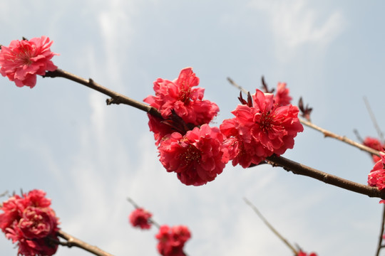 桃花 看桃花 碧桃花