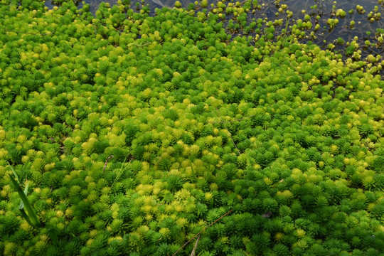 嫩绿水草 植物墙