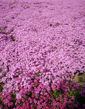 花万亩花海 花田 花海