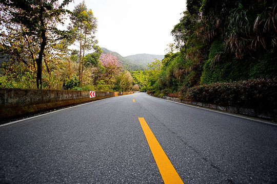 公路 山间公路 花海公路