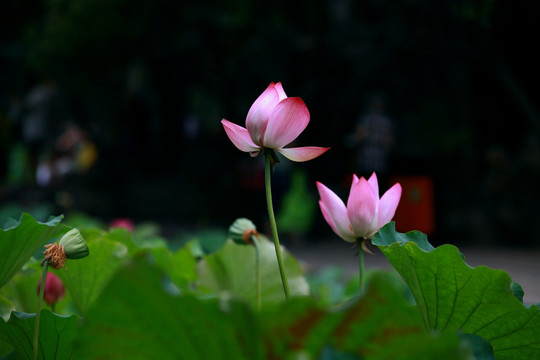 荷花