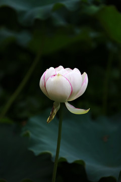 出水芙蓉 亭亭玉立