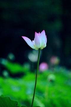 一朵莲花