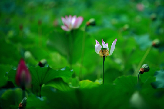 荷花凋落