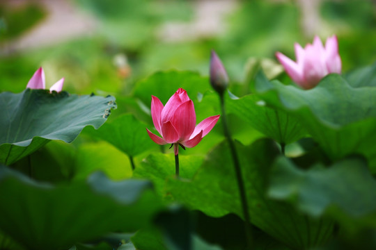 荷花池里