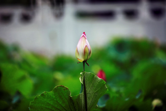 花骨朵儿