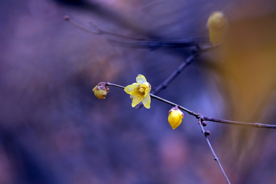 枝间腊梅花开