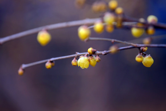 腊梅花枝