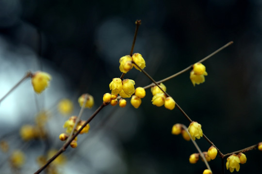 点点腊梅花蕾