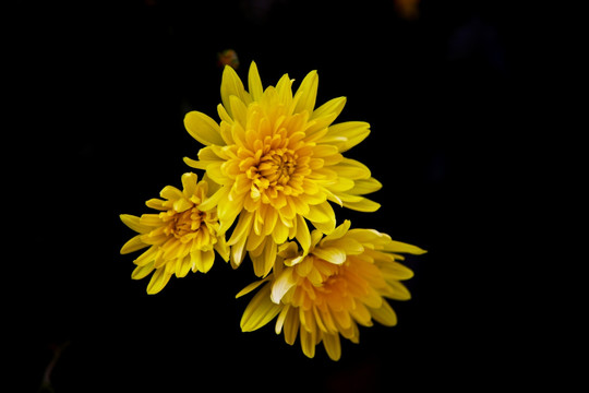 三朵金色菊花