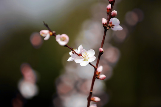 山桃花开