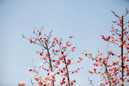 红梅花开
