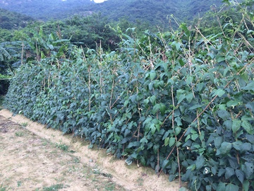 黄瓜树