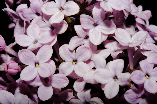 丁香花