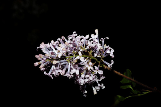 丁香花