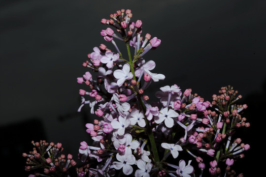 丁香花