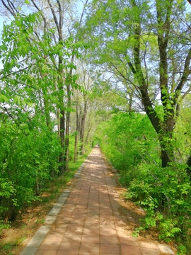 林荫路