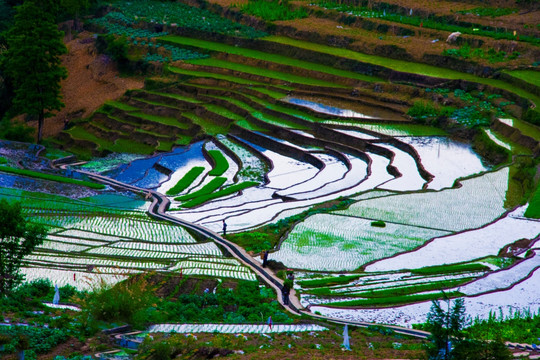 梯田 山地