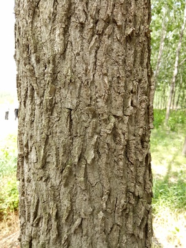 杨树树皮