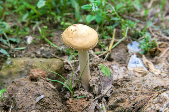 山里草地蘑菇