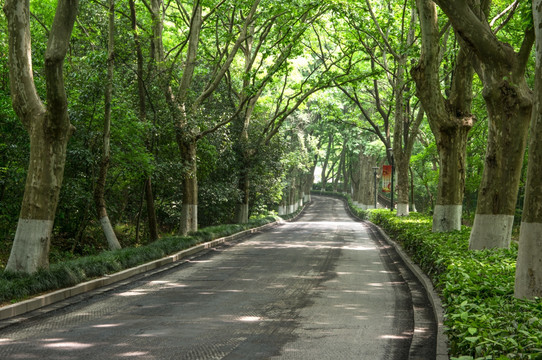 南京中山陵梧桐树林荫道