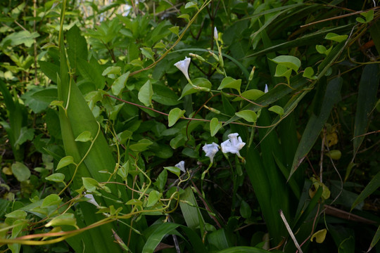 牵牛花