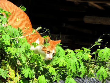 隐藏在草丛中的猫