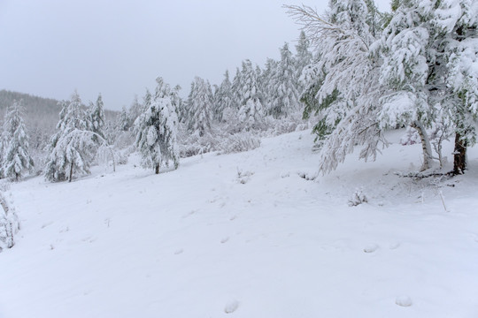 春雪杜鹃花