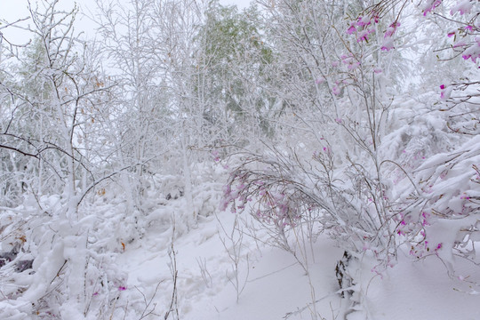 春雪杜鹃花